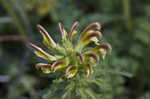 Lousewort